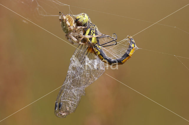 Zwarte heidelibel (Sympetrum danae)