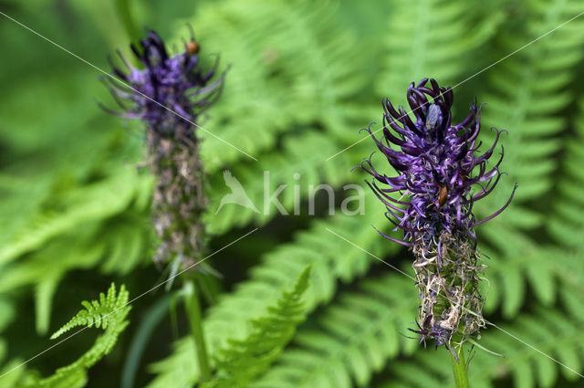 Black Rampion (Phyteuma nigrum)