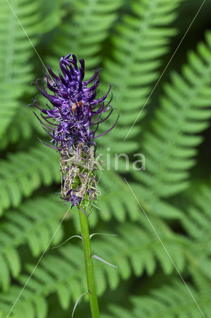 Black Rampion (Phyteuma nigrum)