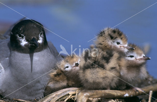 Black Tern (Chlidonias niger)