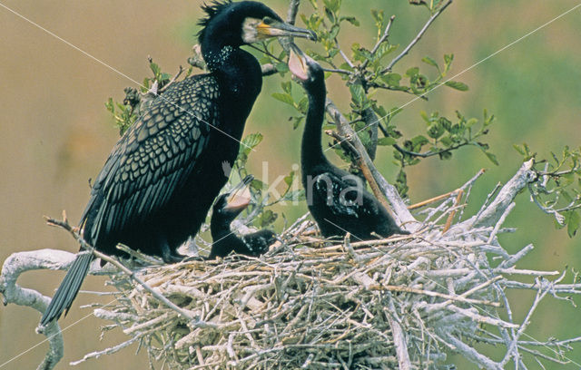 Aalscholver (Phalacrocorax carbo)