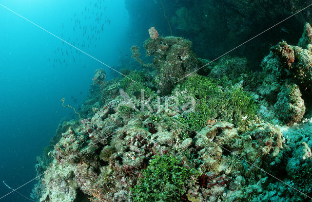 Killer Algae (Caulerpa sp.)