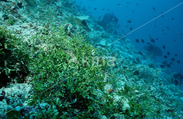 Killer Algae (Caulerpa sp.)