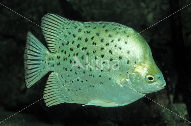 Argusvis (Scatophagus argus)