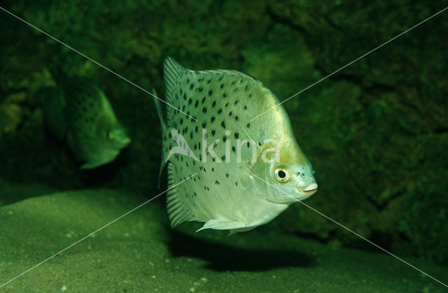 Argusvis (Scatophagus argus)