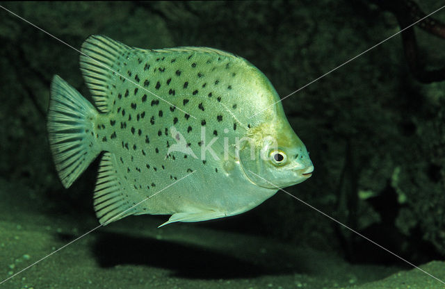 Argusvis (Scatophagus argus)