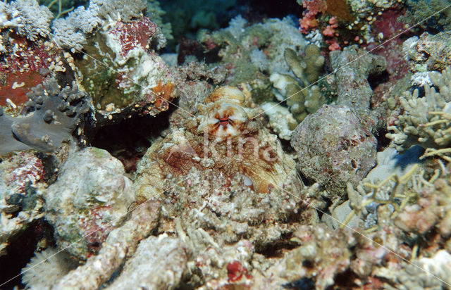 Atlantic white-spotted octopus (Octopus macropus)