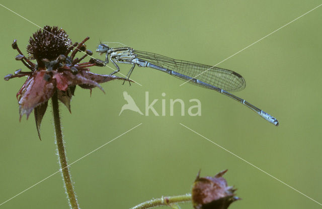 Azure Damselfly (Coenagrion puella)