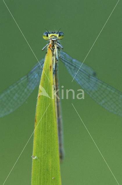 Azuurwaterjuffer (Coenagrion puella)