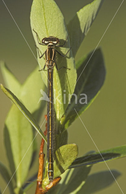 Azure Damselfly (Coenagrion puella)