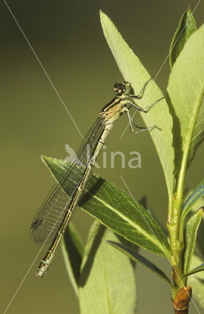 Azuurwaterjuffer (Coenagrion puella)