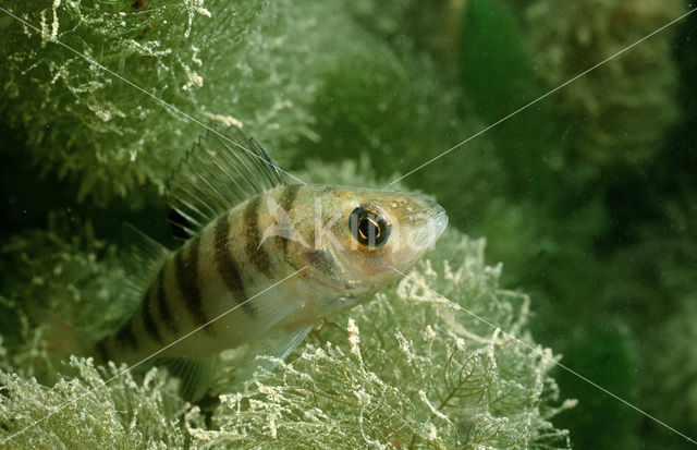 Baars (Perca fluviatilis)