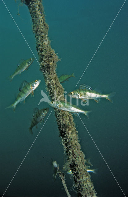 river perch (Perca fluviatilis)