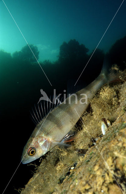 river perch (Perca fluviatilis)