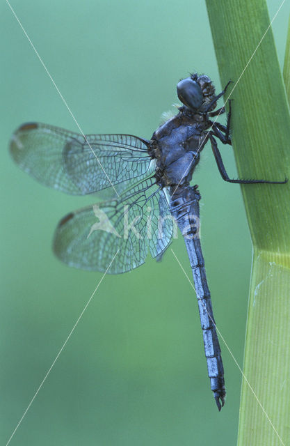 Keeled Skimmer (Orthetrum coerulescens)