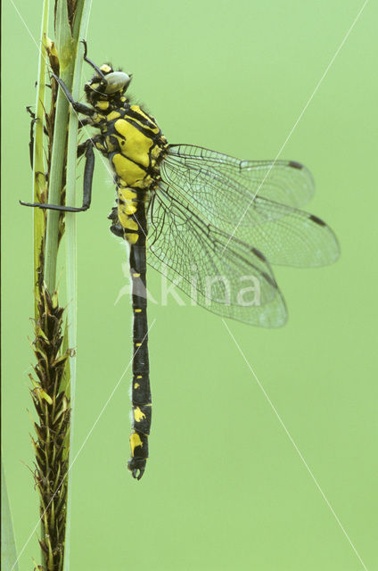 Beekrombout (Gomphus vulgatissimus)