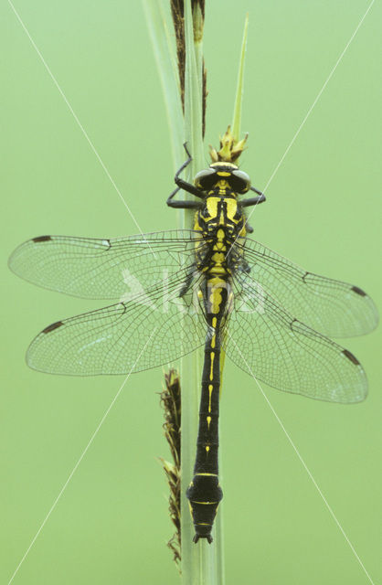 Beekrombout (Gomphus vulgatissimus)