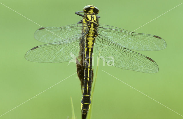 Beekrombout (Gomphus vulgatissimus)