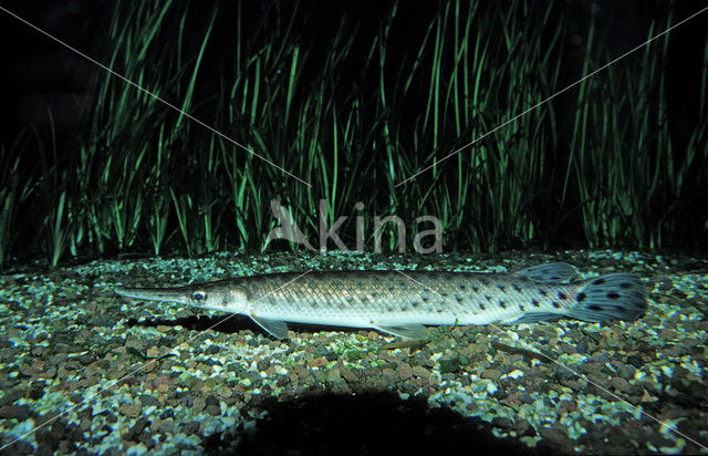 Spotted Gar (Lepisosteus oculatus)