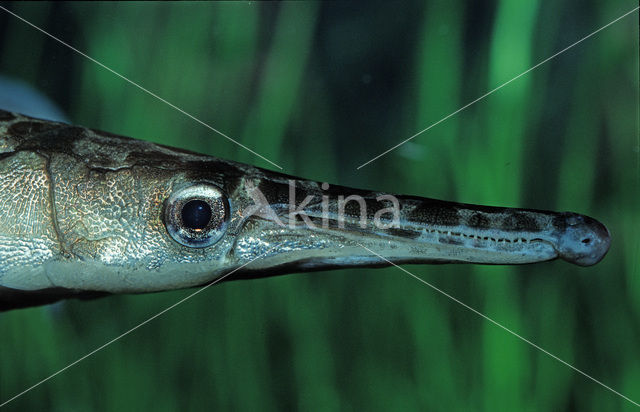 Spotted Gar (Lepisosteus oculatus)