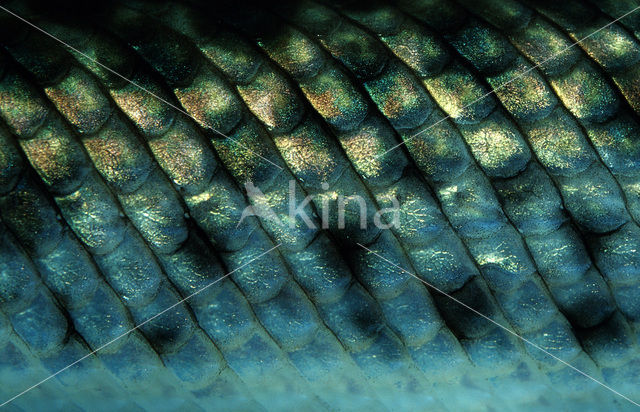Spotted Gar (Lepisosteus oculatus)