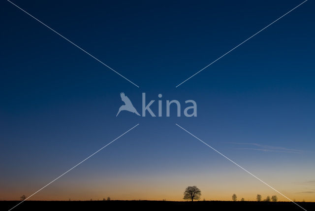 Birch (Betula)
