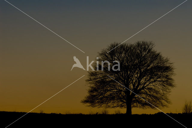 Birch (Betula)