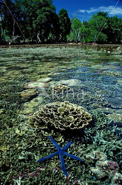 Bismarck Archipelago