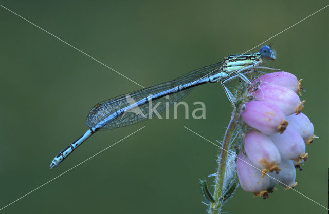 White-legged Damselfly (Platycnemis pennipes)