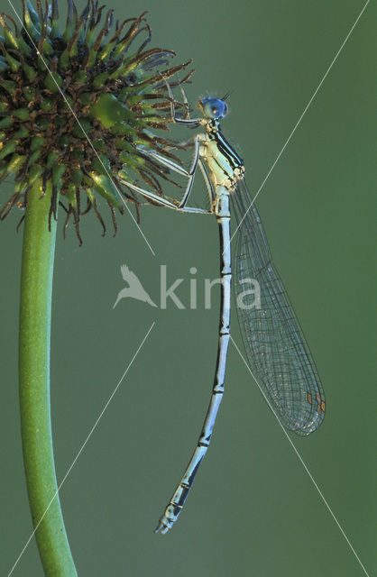 White-legged Damselfly (Platycnemis pennipes)