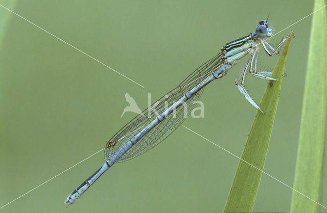 Blauwe breedscheenjuffer (Platycnemis pennipes)