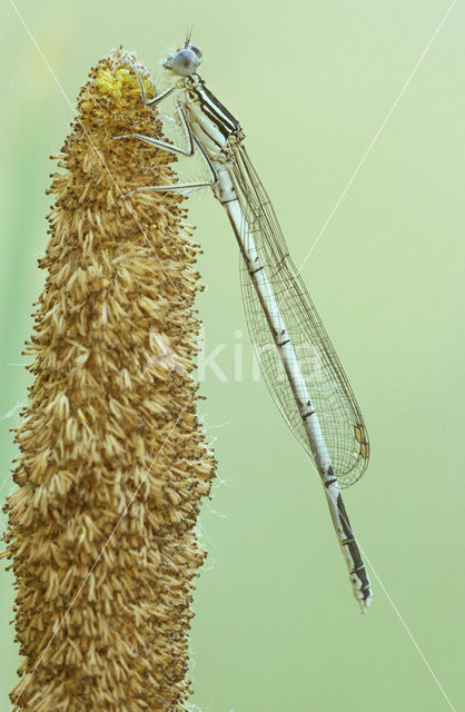 Blauwe breedscheenjuffer (Platycnemis pennipes)