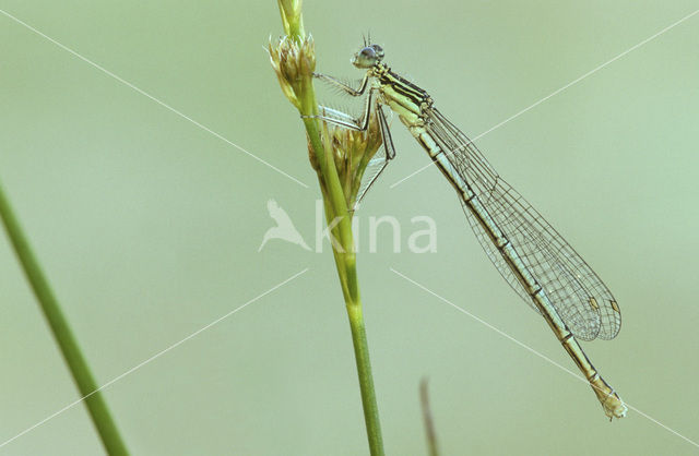 Blauwe breedscheenjuffer (Platycnemis pennipes)