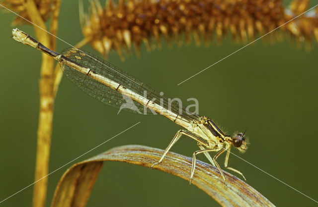 Blauwe breedscheenjuffer (Platycnemis pennipes)