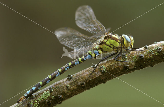 Southern Hawker (Aeshna cyanea)