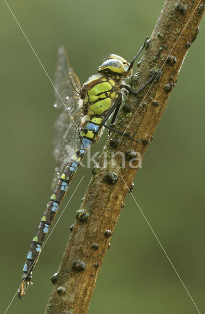 Blauwe glazenmaker (Aeshna cyanea)