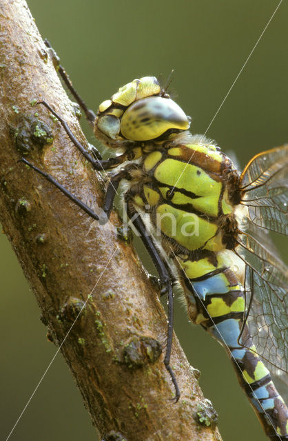 Southern Hawker (Aeshna cyanea)