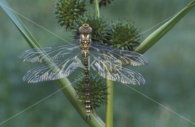 Southern Hawker (Aeshna cyanea)