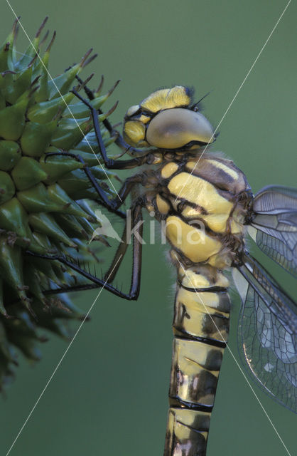 Southern Hawker (Aeshna cyanea)