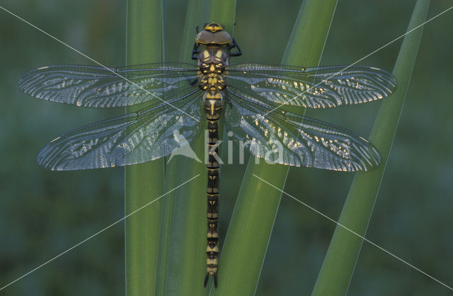 Southern Hawker (Aeshna cyanea)