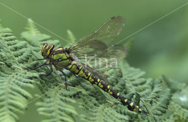 Southern Hawker (Aeshna cyanea)