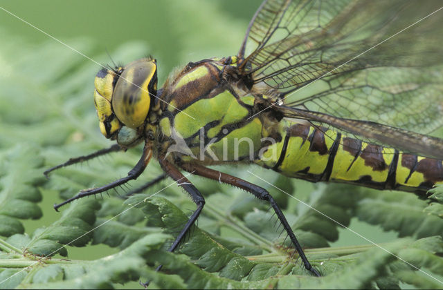 Blauwe glazenmaker (Aeshna cyanea)