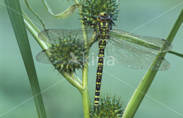 Southern Hawker (Aeshna cyanea)