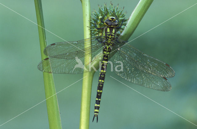 Southern Hawker (Aeshna cyanea)