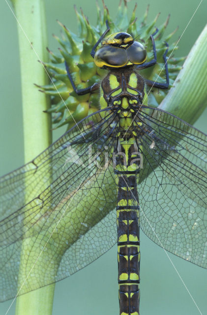 Blauwe glazenmaker (Aeshna cyanea)