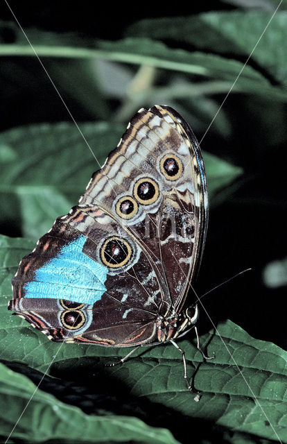 Blue morpho (Morpho peleides)