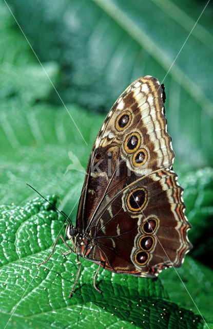 Blue morpho (Morpho peleides)