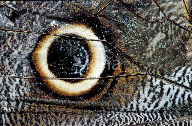Blauwe morpho (Morpho peleides)