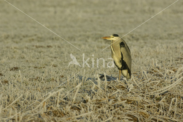 Grey Heron (Ardea cinerea)