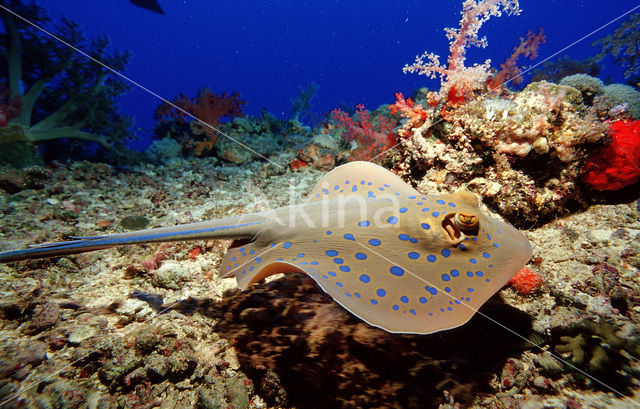 Blue-spotted Stingray (Taeniura lymma)